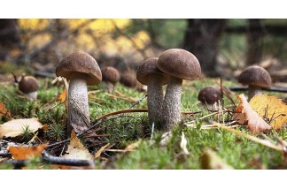 Как сеять грибы