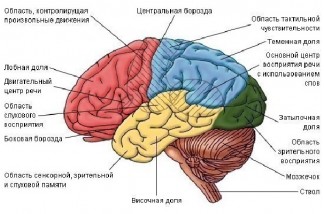 Про человеческий мозг